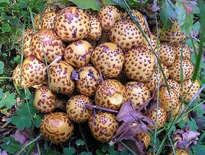 Pinselschüppling, Foto 3