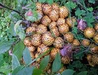 Pinselschüppling, Foto 12
