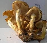 Pinselschüppling, Foto 19