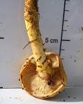 Pinselschüppling, Foto 21
