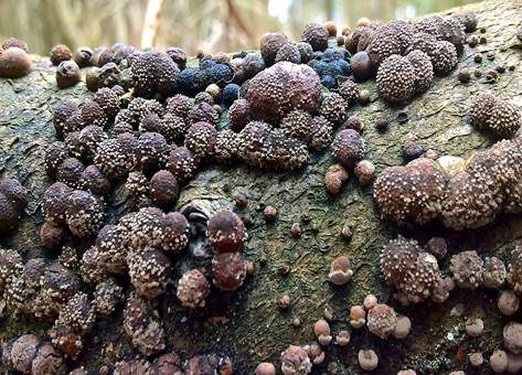 Plüschknubbelpilz … auf Kohlenbeeren, Foto 2