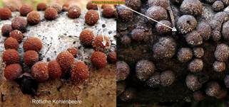 Plüschknubbelpilz … auf Kohlenbeeren, Foto 5
