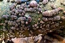 Plüschknubbelpilz … auf Kohlenbeeren, Foto 6