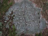 Pockenflechte, Foto 9