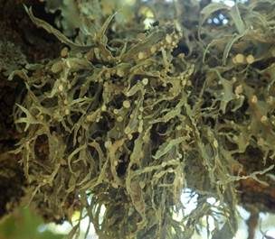 Blatt-Astflechte, Foto 2