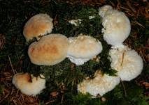 Polsterpilz, Foto 18