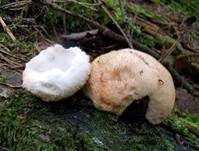 Polsterpilz, Foto 19