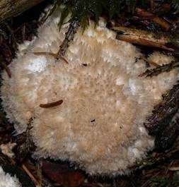 Polsterpilz, Foto 5