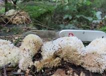 Polsterpilz, Foto 43