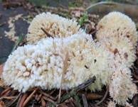 Polsterpilz, Foto 44
