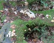 Polsterpilz, Foto 45