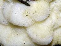 Polsterpilz, Foto 50