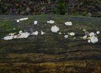 Polsterpilz, Foto 57
