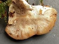 Polsterpilz, Foto 63