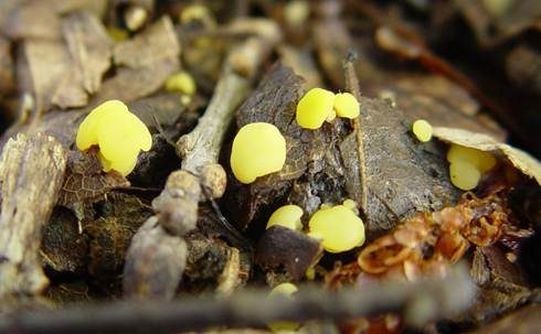 Polyphager Stielbecherling, Foto 2