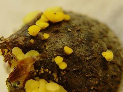 Polyphager Stielbecherling, Foto 3