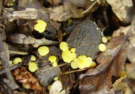 Polyphager Stielbecherling, Foto 4