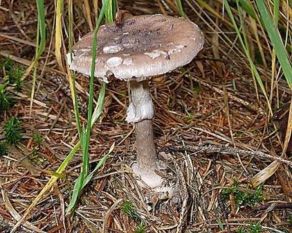 Porphyrbrauner Wulstling, Foto 3
