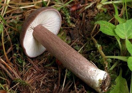 Porphyrbrauner Rötling, Foto 2