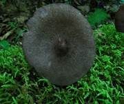 Porphyrbrauner Rötling, Foto 5