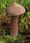 Porphyrbrauner Rötling, Foto 6