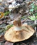 Prächtiger Klumpfuß, Foto 16