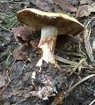 Prächtiger Klumpfuß, Foto 18