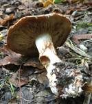 Prächtiger Klumpfuß, Foto 19