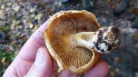 Prächtiger Klumpfuß, Foto 11