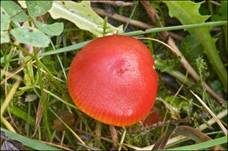 Prächtiger Saftling, Foto 7