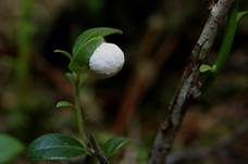Preiselbeer-Nacktbasidies, Foto 5