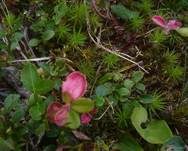 Preiselbeer-Nacktbasidies, Foto 7