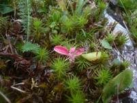 Preiselbeer-Nacktbasidies, Foto 9