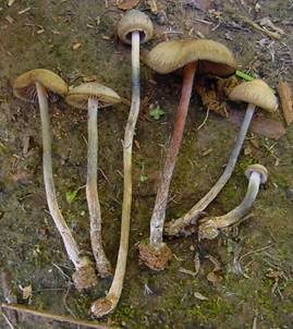 Psilocybin-Trüffel, Foto 2