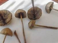 Psilocybin-Trüffel, Foto 13