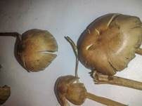 Psilocybin-Trüffel, Foto 16