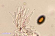 Psilocybin-Trüffel, Foto 21