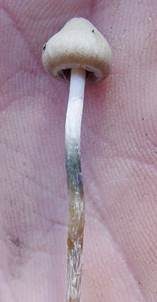 Psilocybin-Trüffel, Foto 4