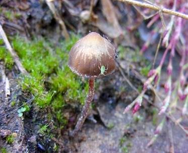 Psilocybin-Trüffel, Foto 5