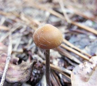 Psilocybin-Trüffel, Foto 6