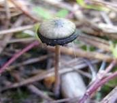 Psilocybin-Trüffel, Foto 7