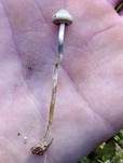 Psilocybin-Trüffel, Foto 8