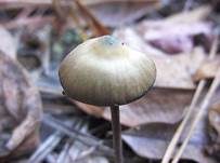 Psilocybin-Trüffel, Foto 9