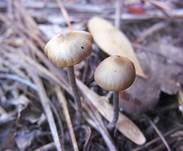 Psilocybin-Trüffel, Foto 10