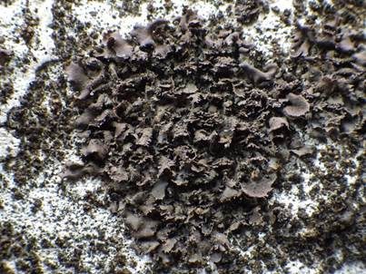 Pulver-Gallertflechte, Foto 2