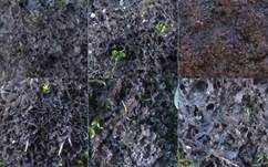 Pulver-Gallertflechte, Foto 8
