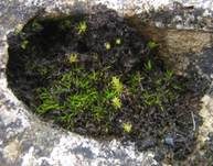 Pulver-Gallertflechte, Foto 9