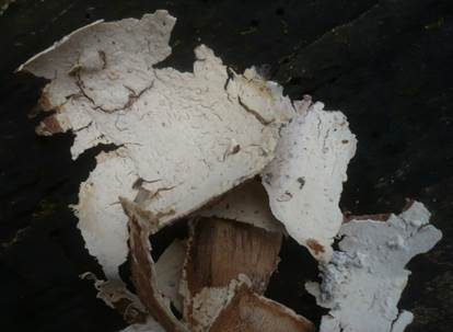 Punktiertsporiger Rindenpilz, Foto 2