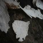 Punktiertsporiger Rindenpilz, Foto 5