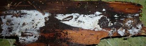 Punktiertsporiger Rindenpilz, Foto 7